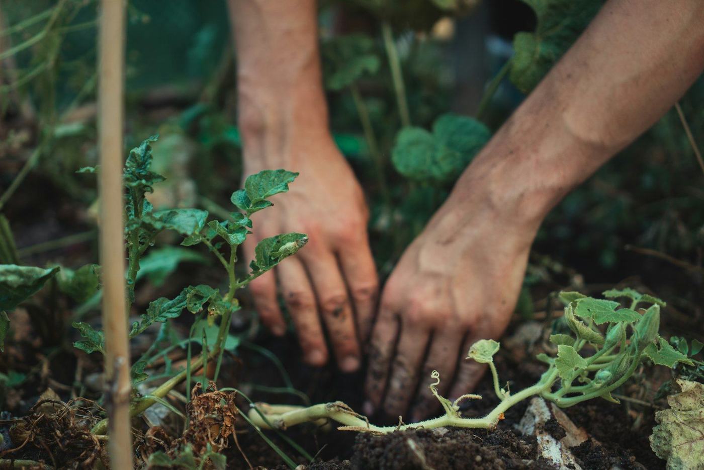 Hände beim Einpflanzen in einem Gartenbeet